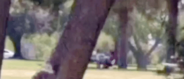 CHRCHS CHICKEN BUT TURKEY