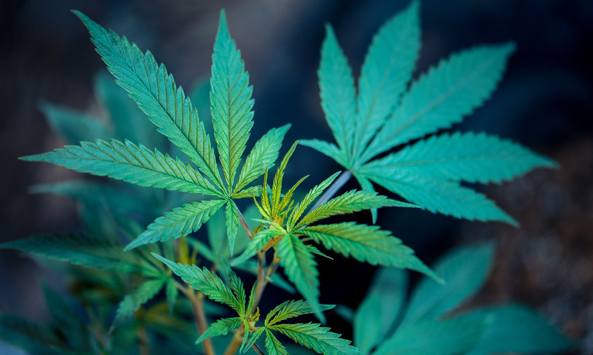 CHRCHS CHICKEN BUT TURKEY